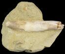 Rooted Fossil Sea Lion (Allodesmus) Tooth - Bakersfield, CA #46486-1
